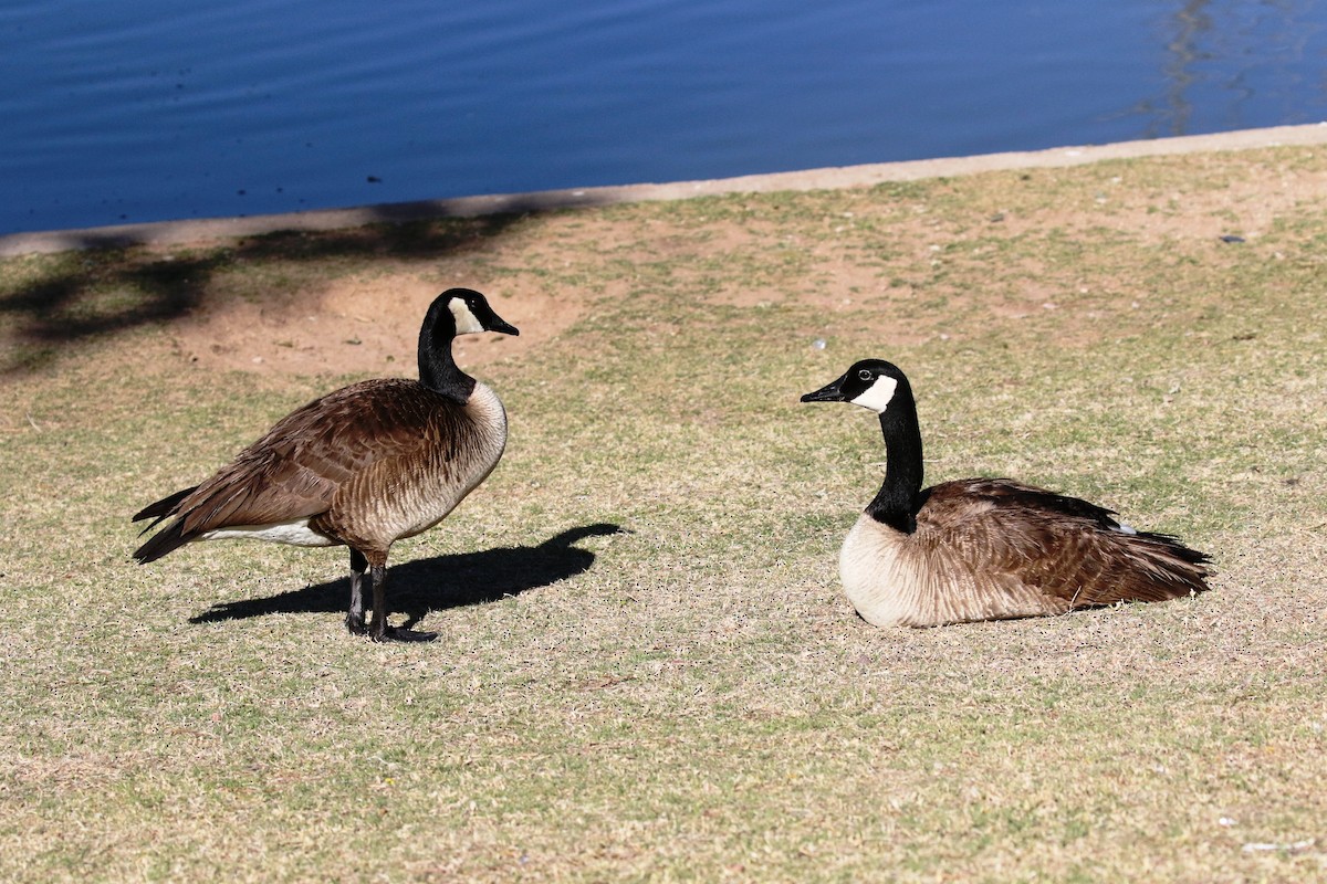 Canada Goose - ML94861671