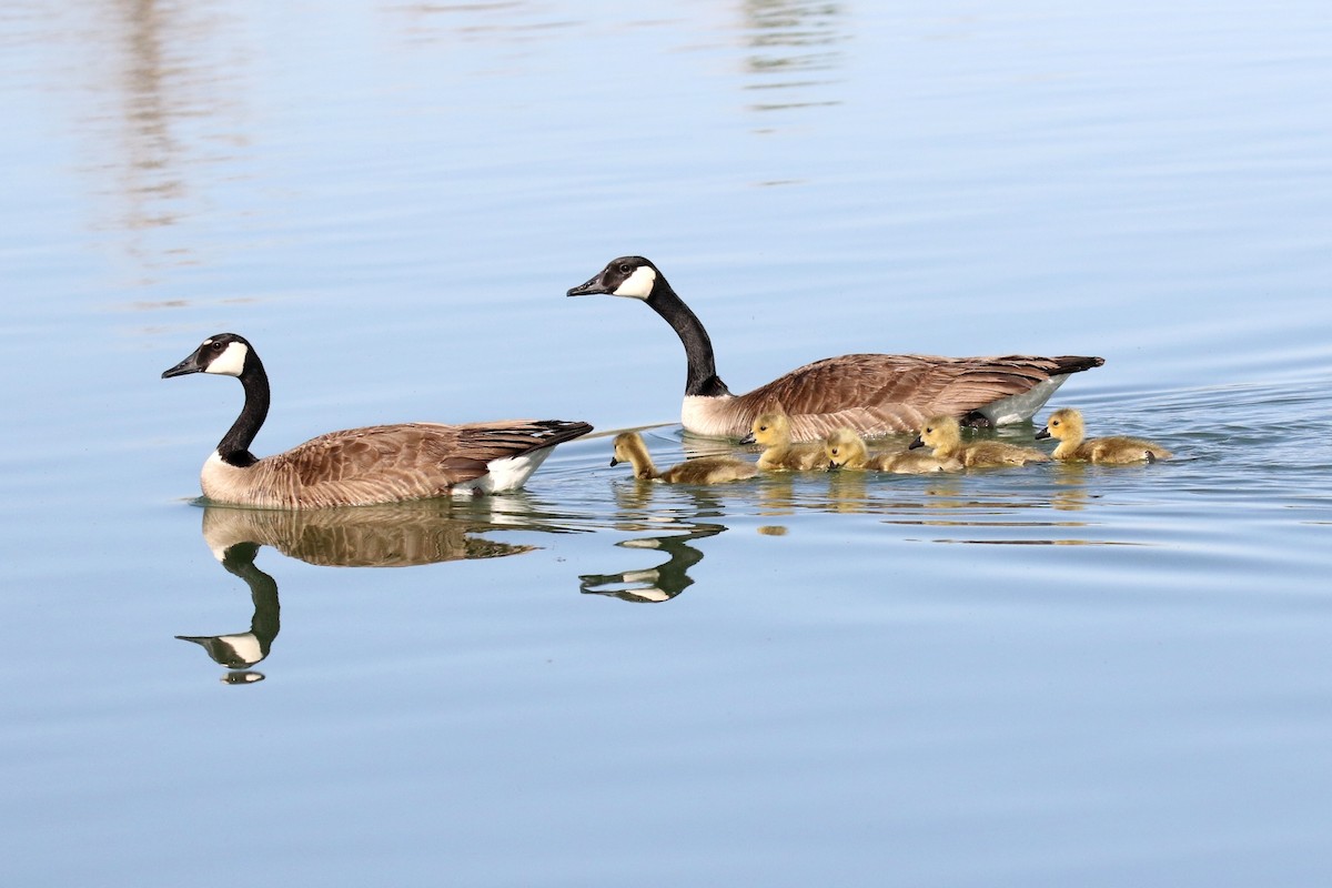 Canada Goose - Lindsay Story