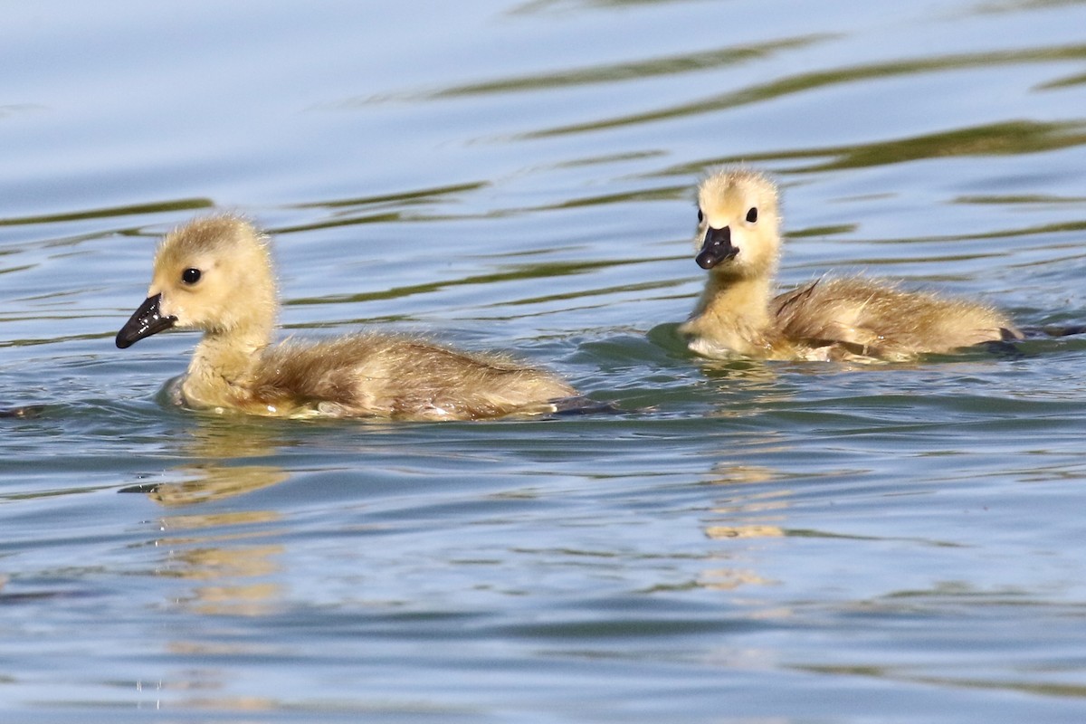 Canada Goose - ML94861781