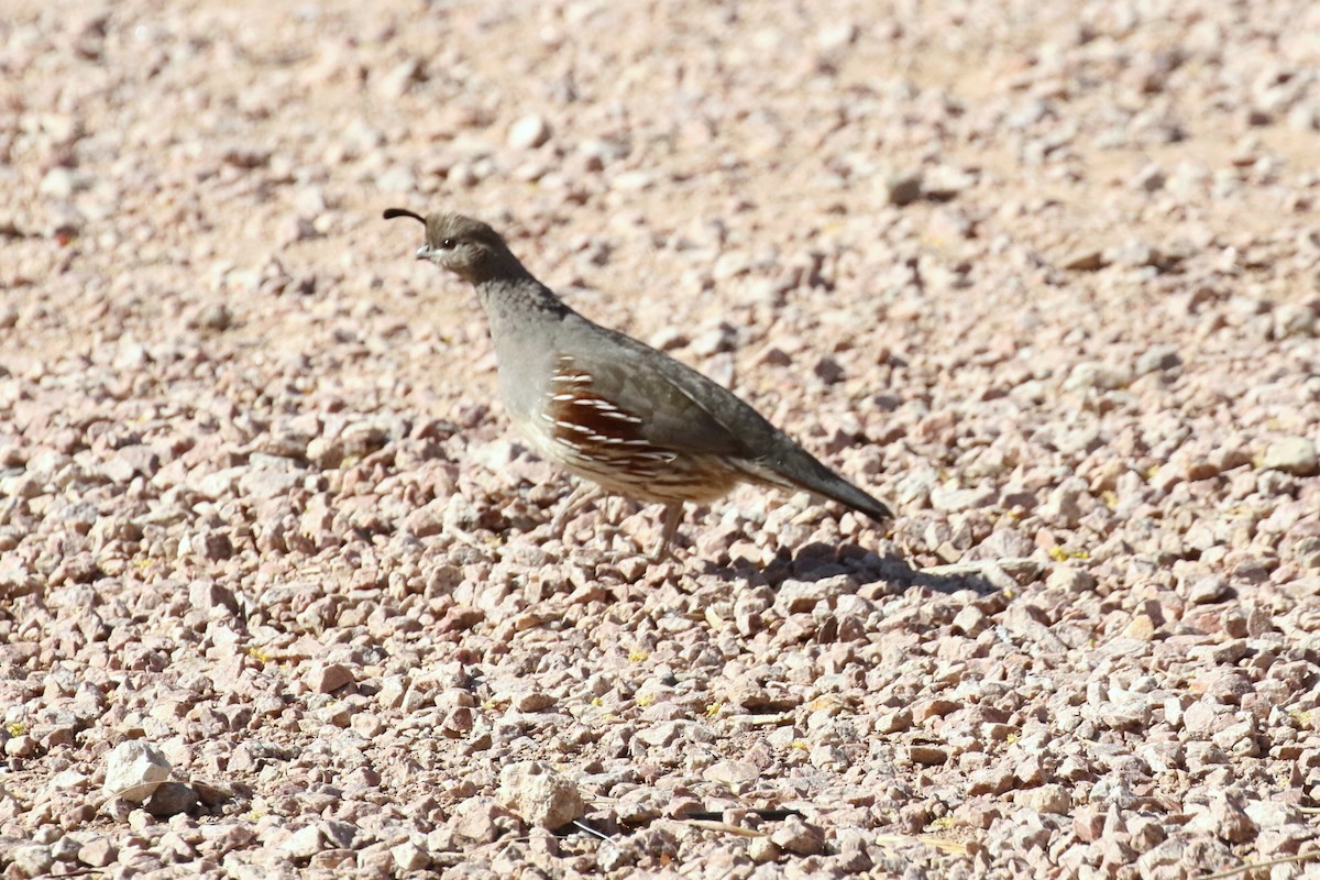 Gambel's Quail - ML94862171