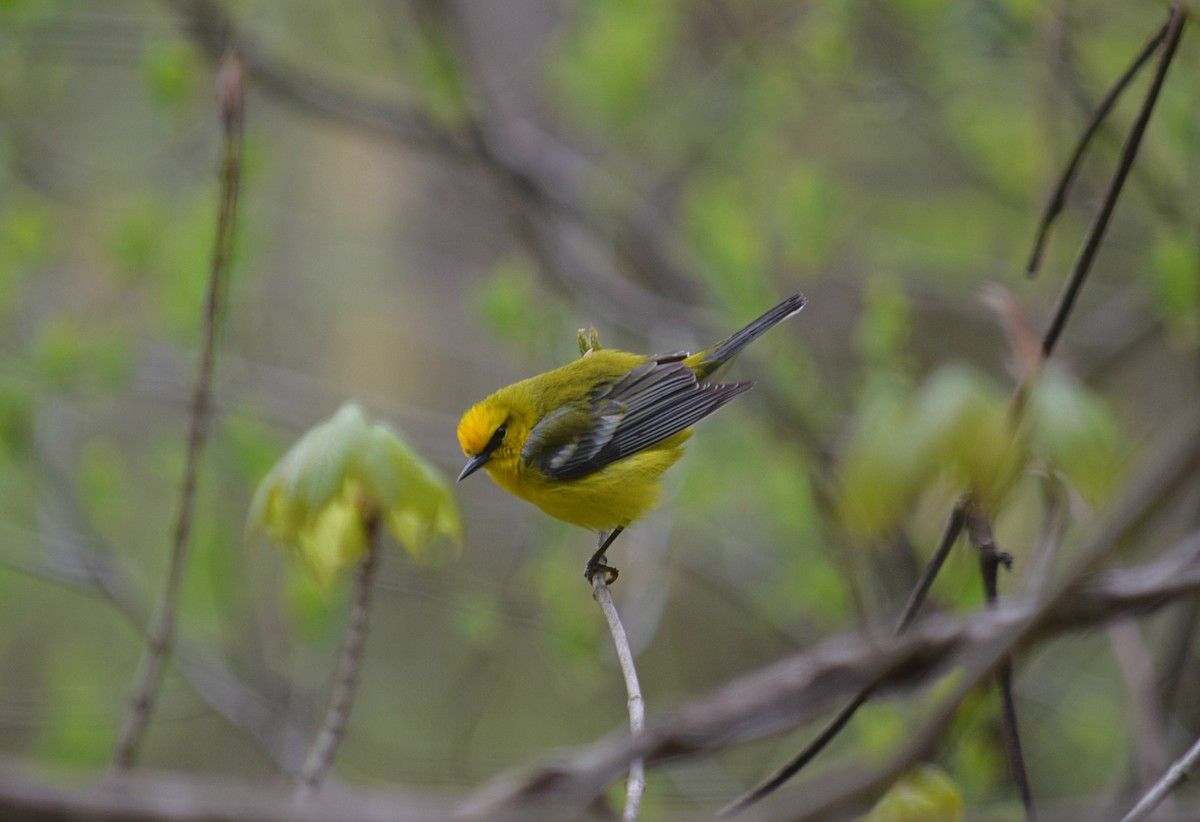 Blue-winged Warbler - Hugh Barger