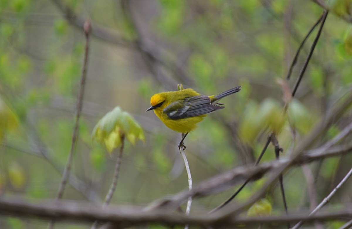 Blue-winged Warbler - Hugh Barger