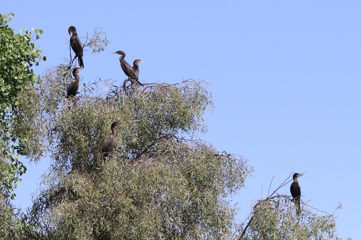 Neotropic Cormorant - Lindsay Story