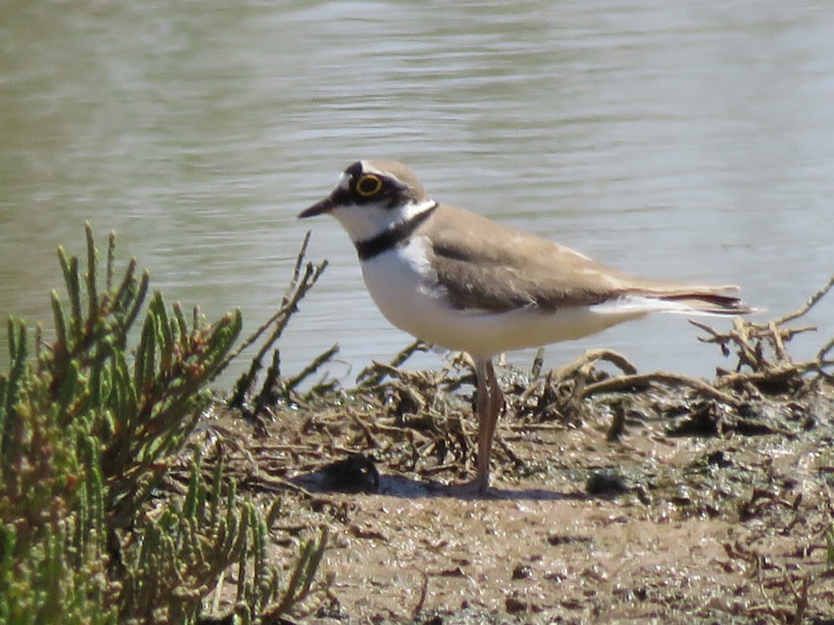 Little Ringed Plover - ML94862761