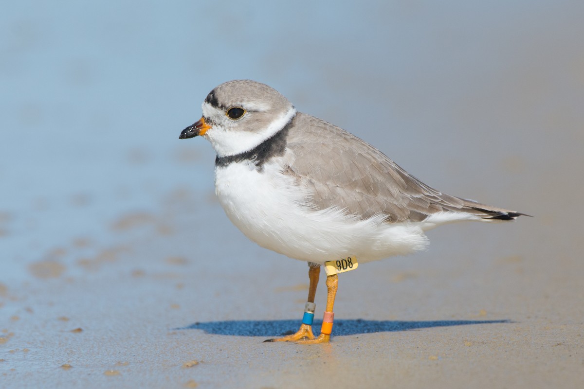 Piping Plover - ML94863311