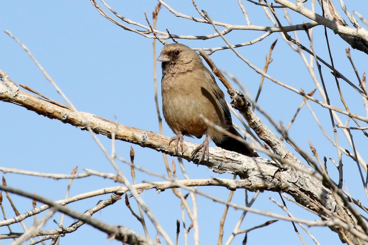 Abert's Towhee - ML94863581