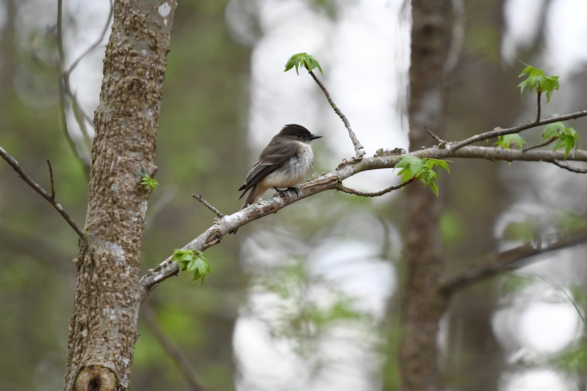 Eastern Phoebe - ML94864491