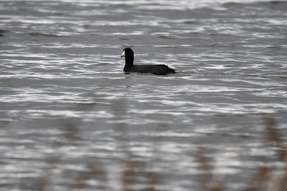 American Coot - ML94864571