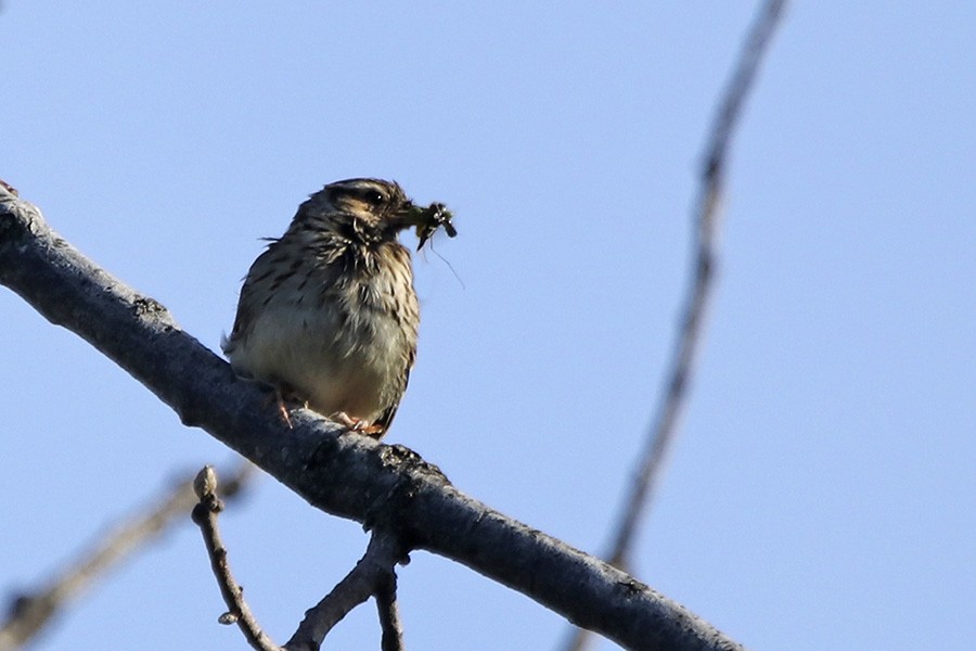 Wood Lark - ML94864621