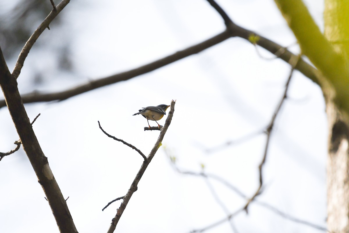 Northern Parula - ML94865401
