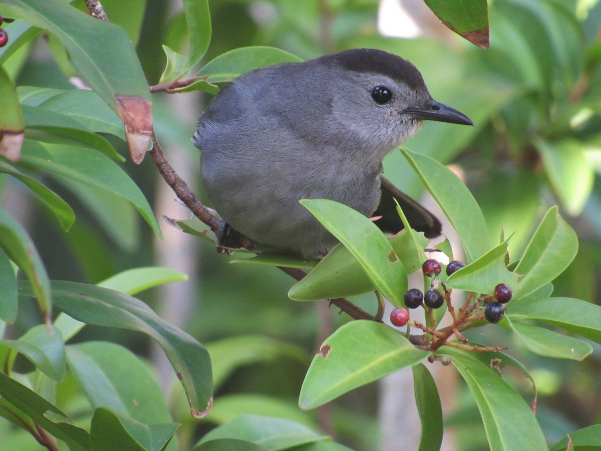 Pájaro Gato Gris - ML94866781