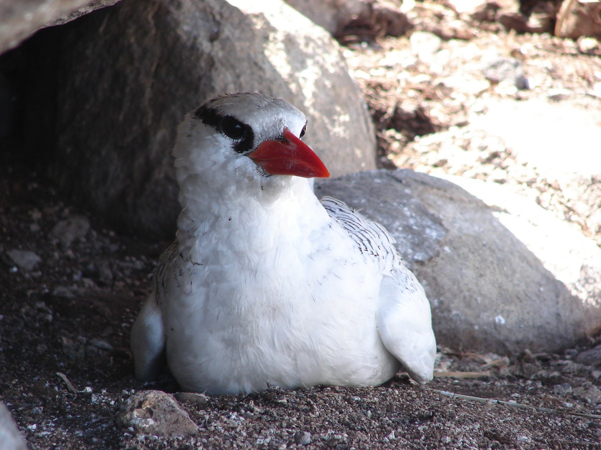 Rotschnabel-Tropikvogel - ML94867981