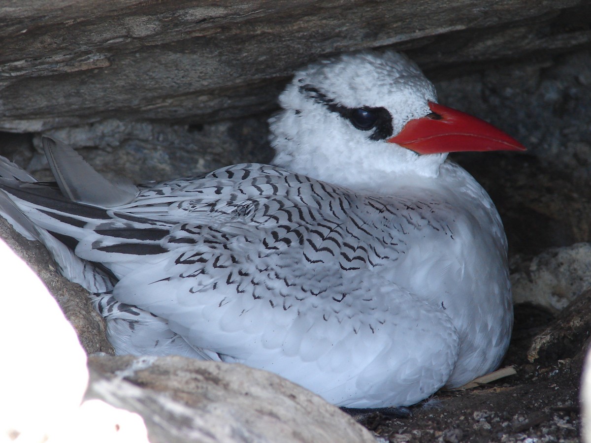 Rotschnabel-Tropikvogel - ML94867991