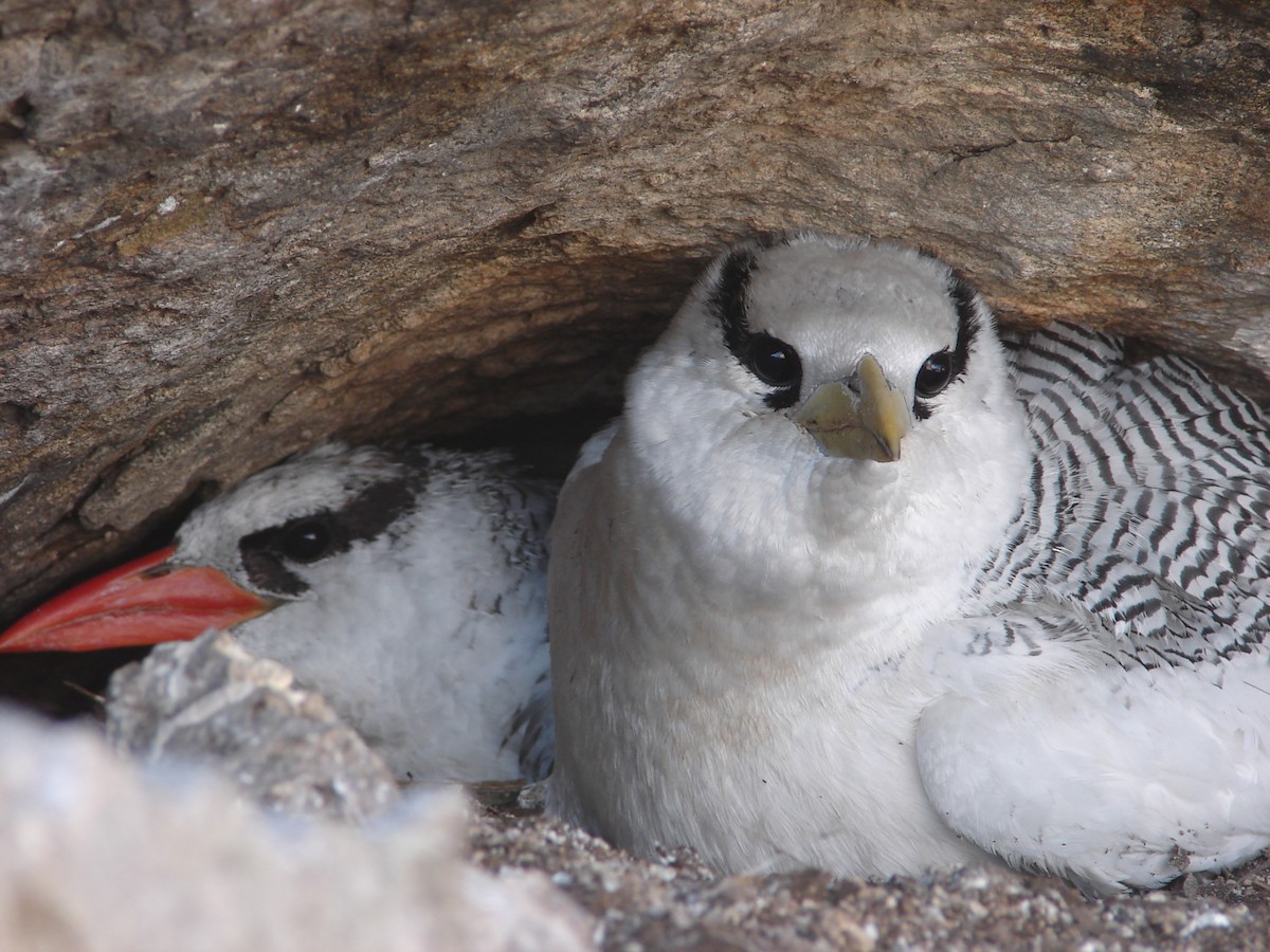 Rotschnabel-Tropikvogel - ML94868001