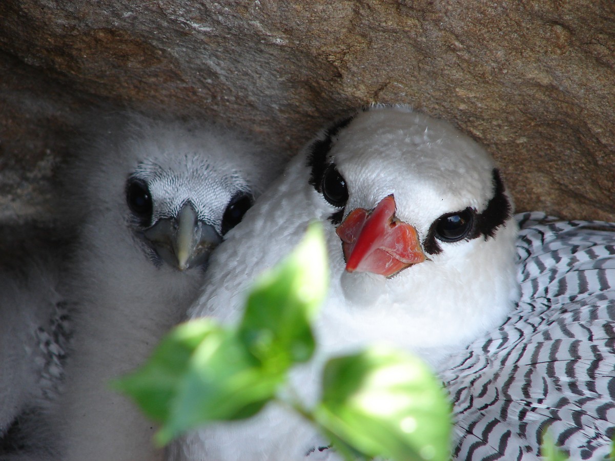 Rotschnabel-Tropikvogel - ML94868011