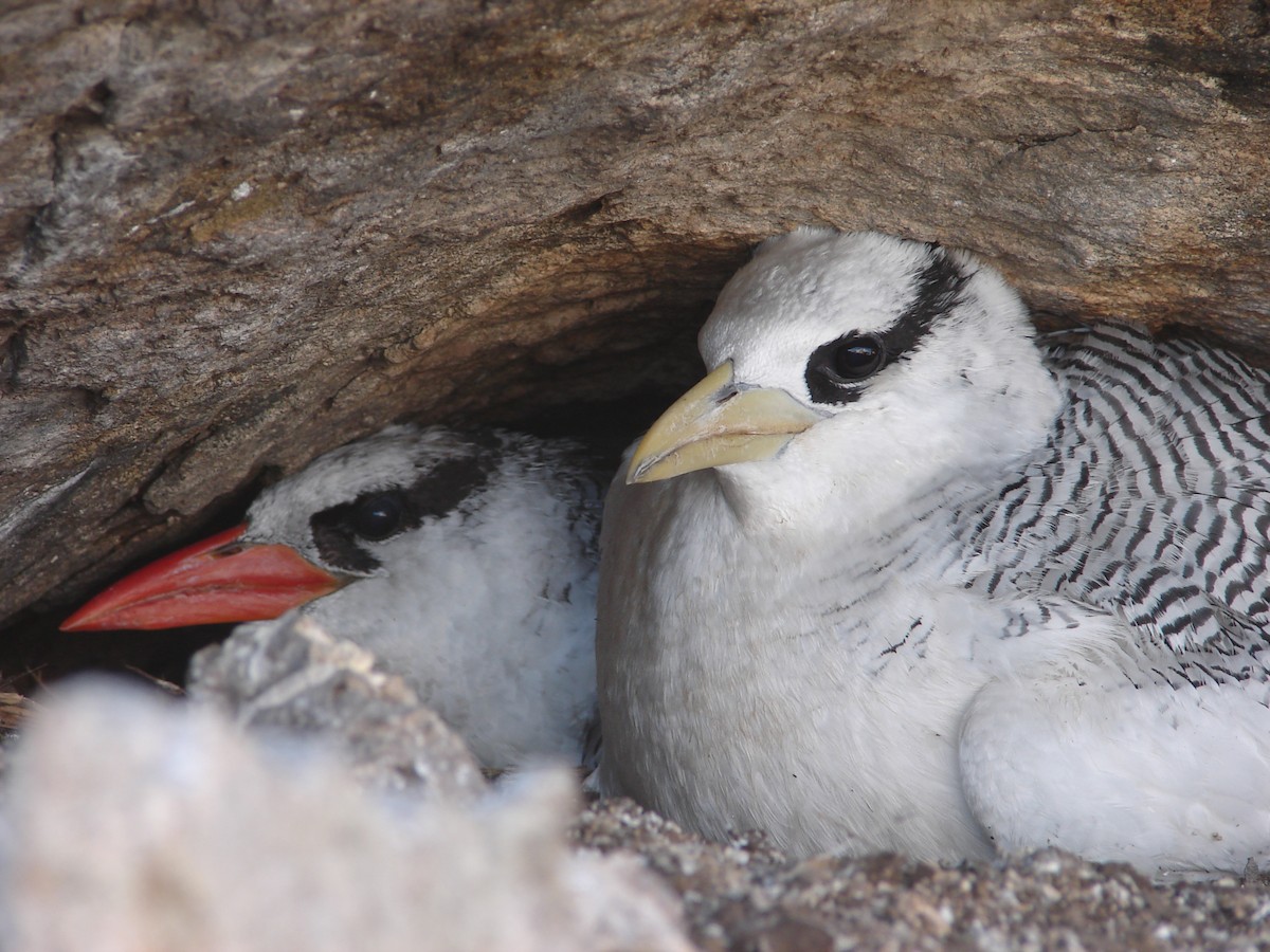 Rotschnabel-Tropikvogel - ML94868031