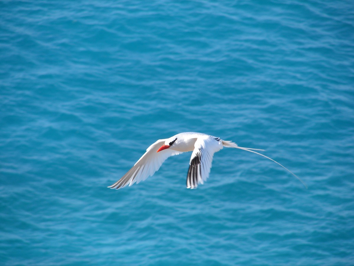 Rotschnabel-Tropikvogel - ML94868071