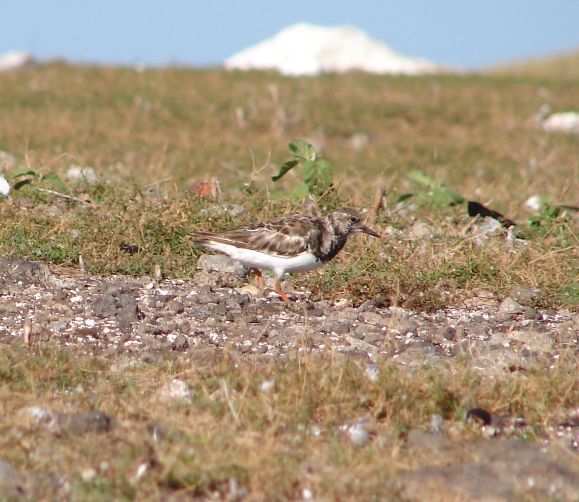 Ruddy Turnstone - ML94868111