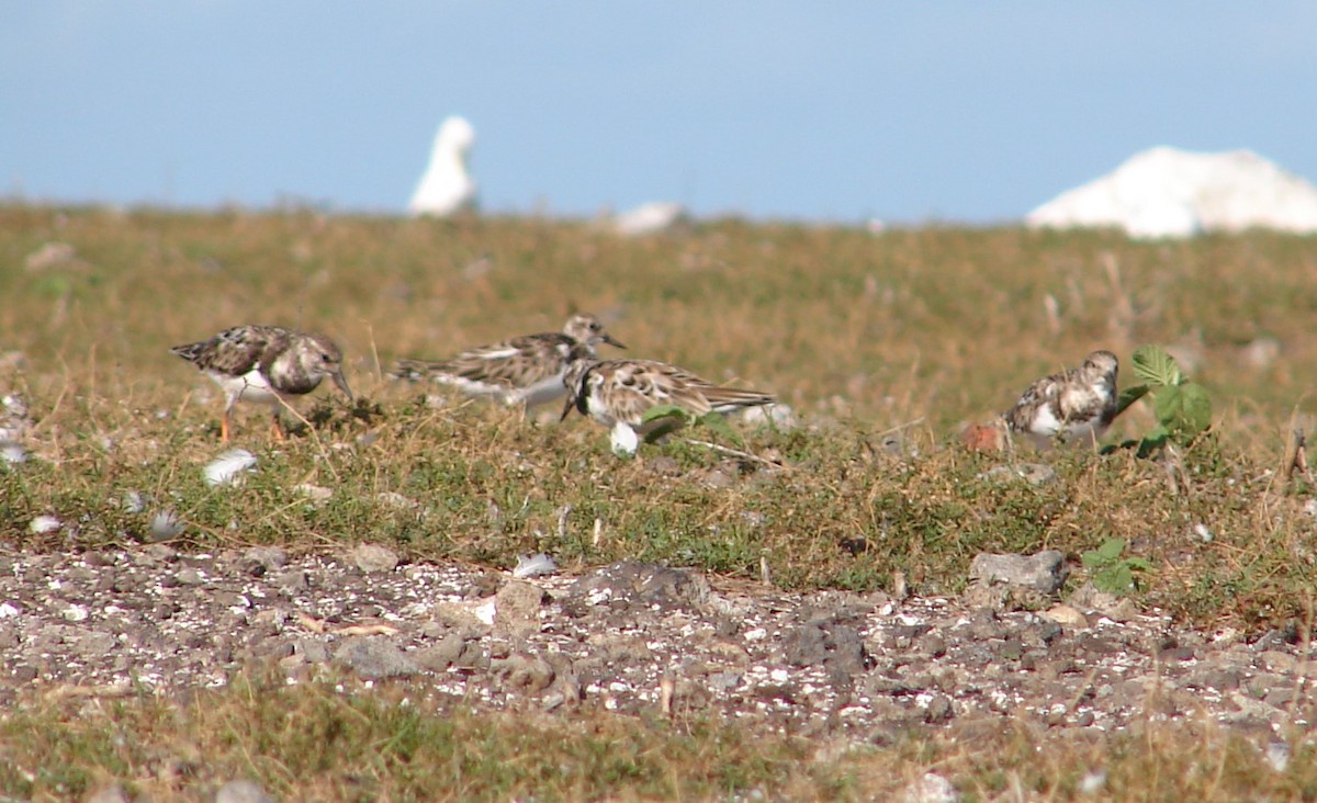 Ruddy Turnstone - ML94868121