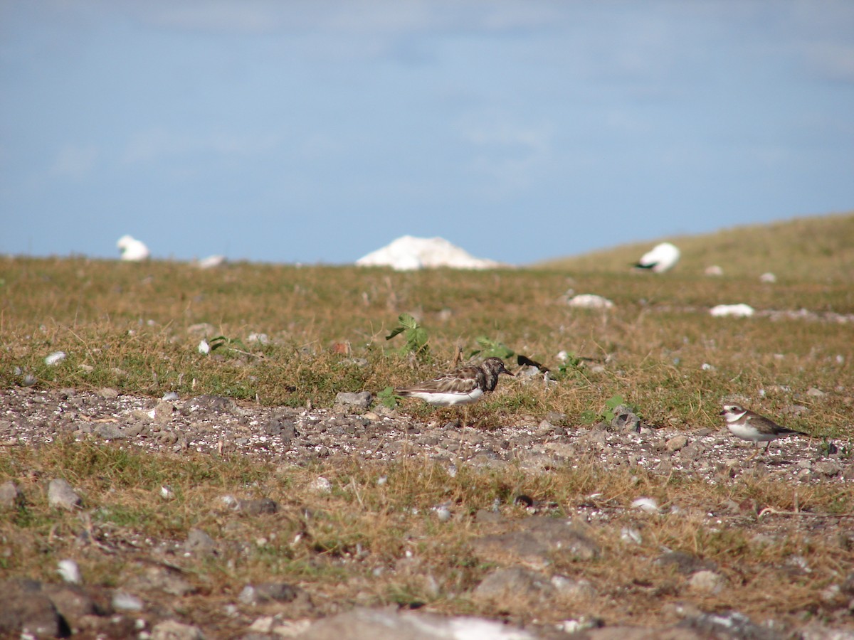 Ruddy Turnstone - ML94868181