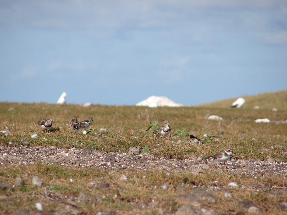 Ruddy Turnstone - ML94868201