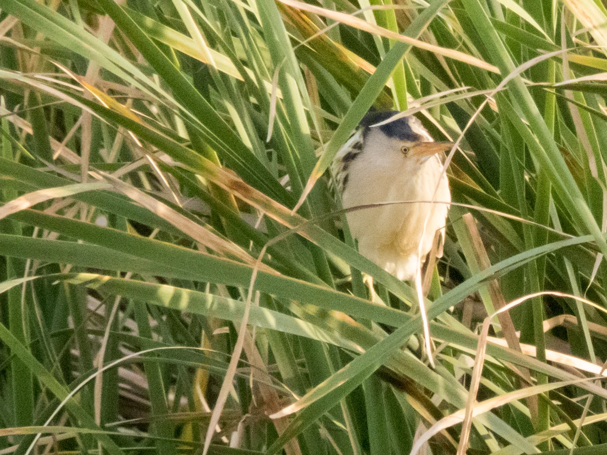 Little Bittern - Pedro Fernandes