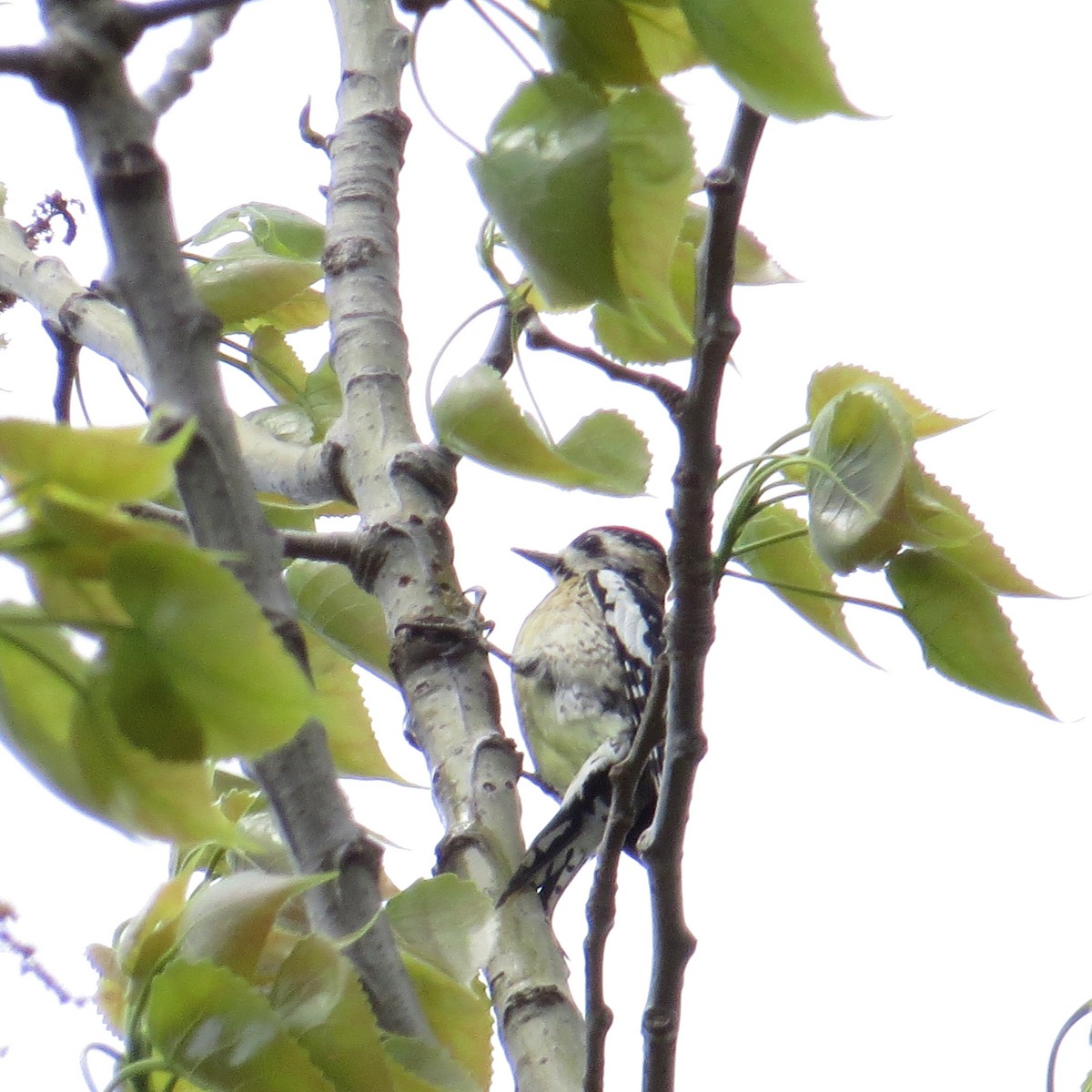 Yellow-bellied Sapsucker - ML94869291