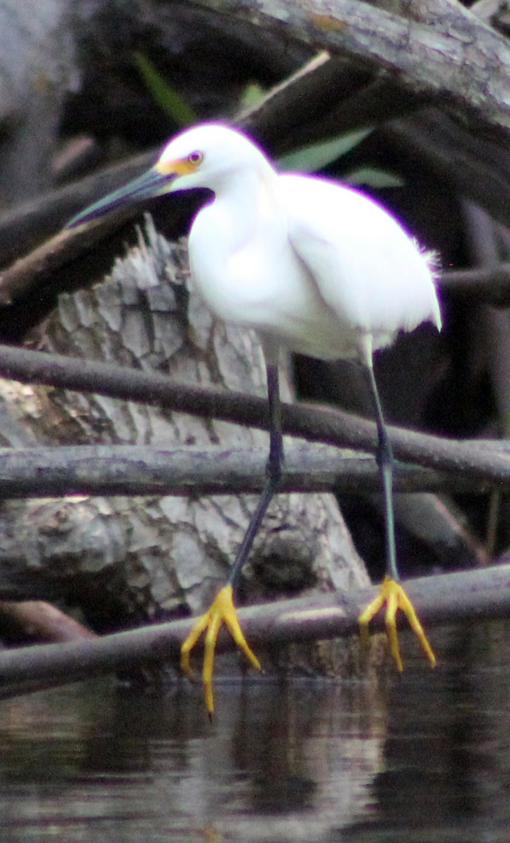 Aigrette neigeuse - ML94869861