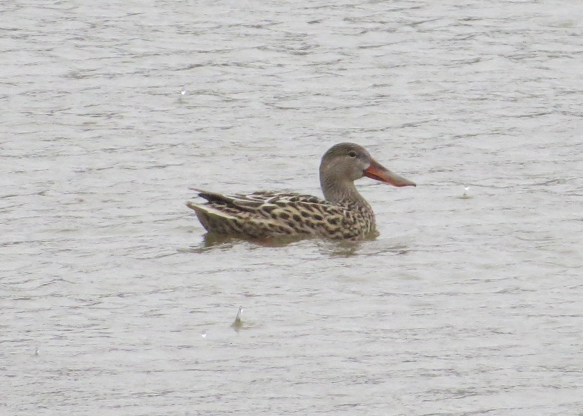 Northern Shoveler - Ian Gardner