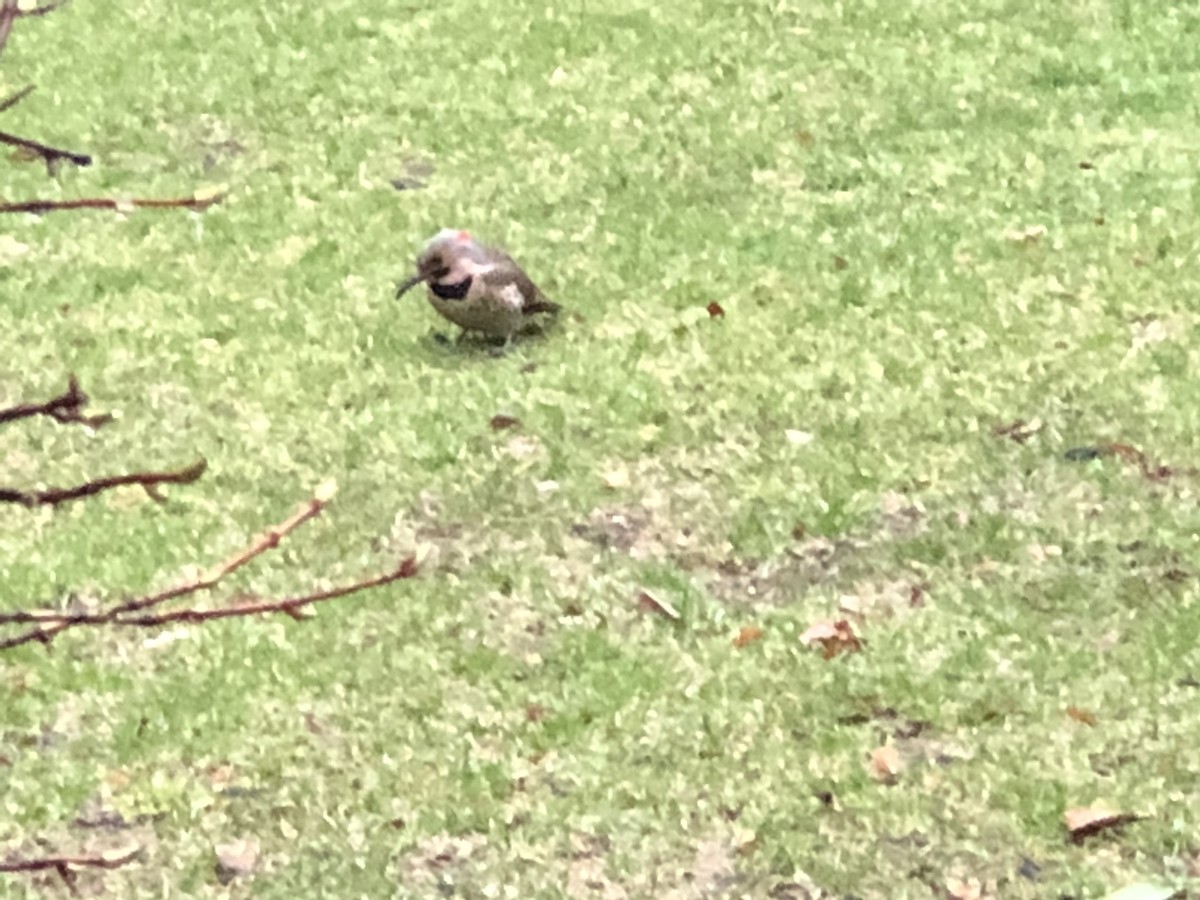 Northern Flicker - ML94870831