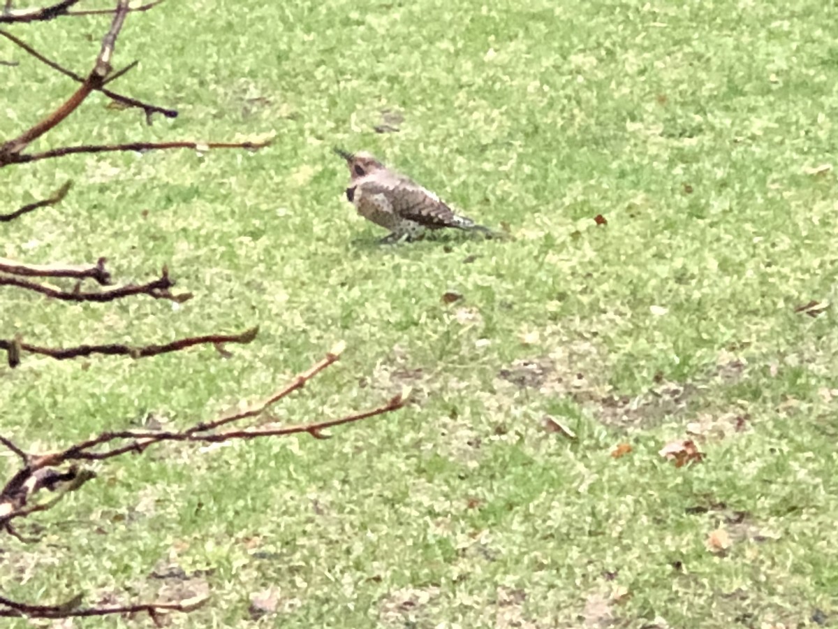 Northern Flicker - ML94870841