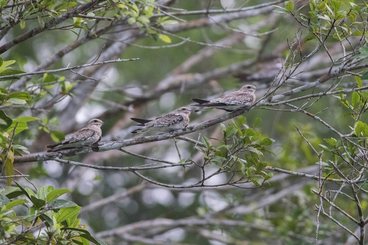 Sand-colored Nighthawk - ML94871161