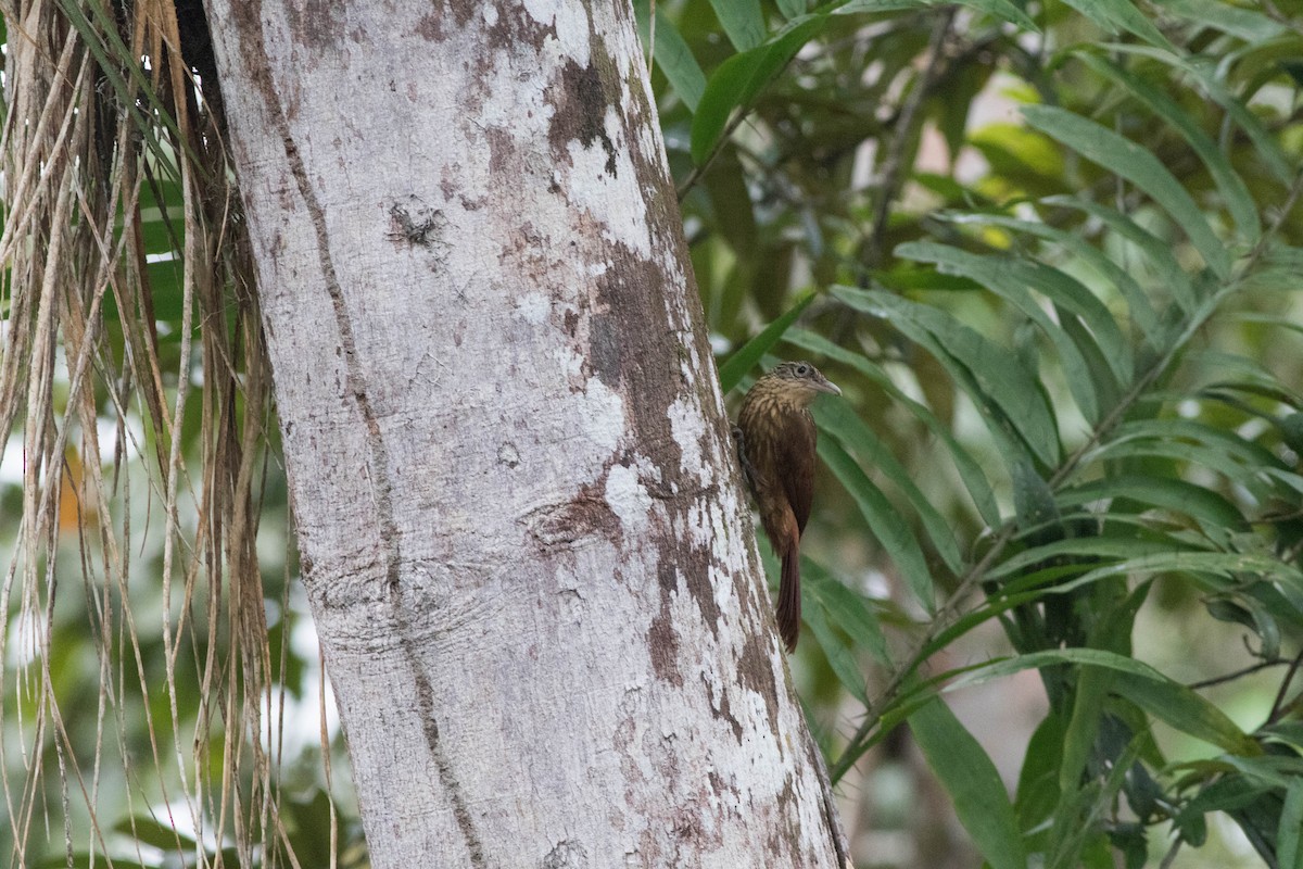 Buff-throated Woodcreeper (Lafresnaye's) - ML94871361