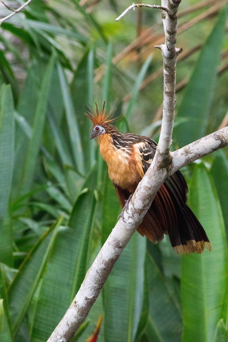 Hoatzin - Jack Rogers