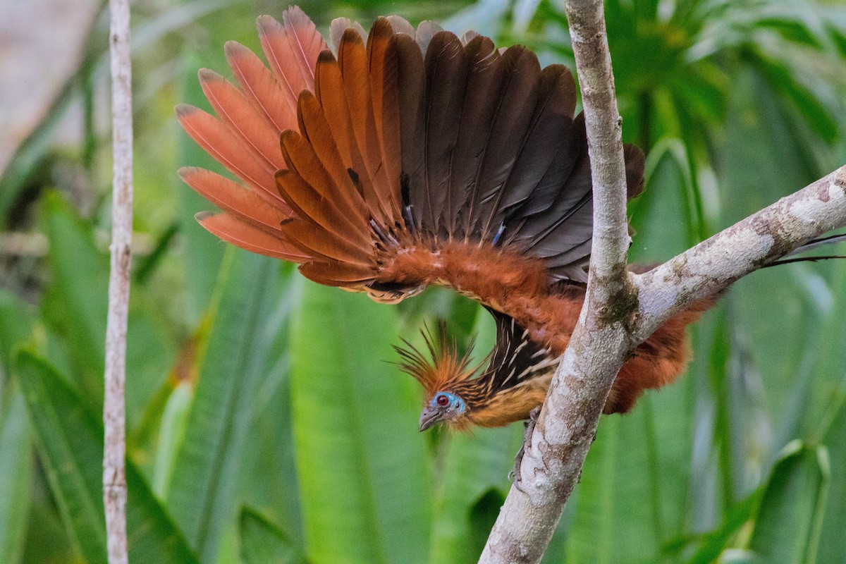 Hoatzin - ML94871841