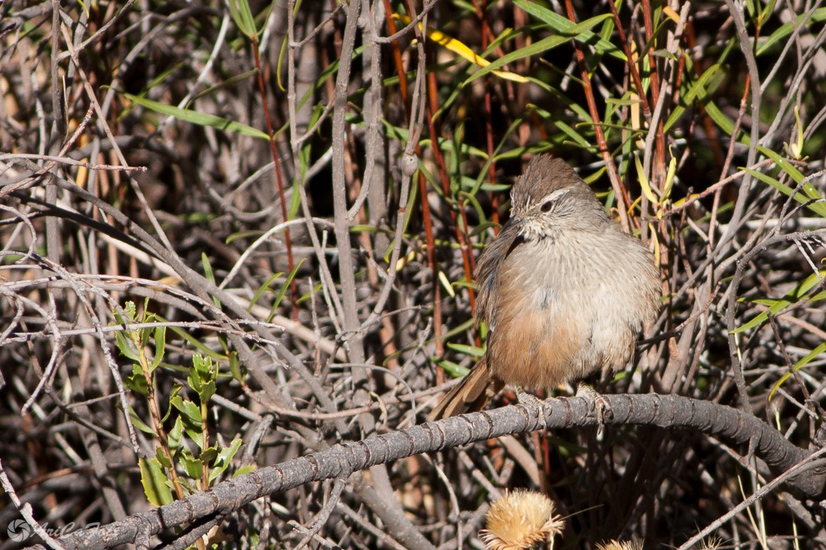 Dusky-tailed Canastero - ML94872421