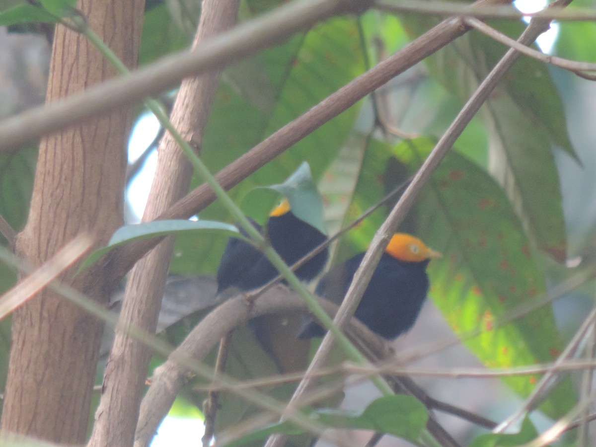 Golden-headed Manakin - ML94872701