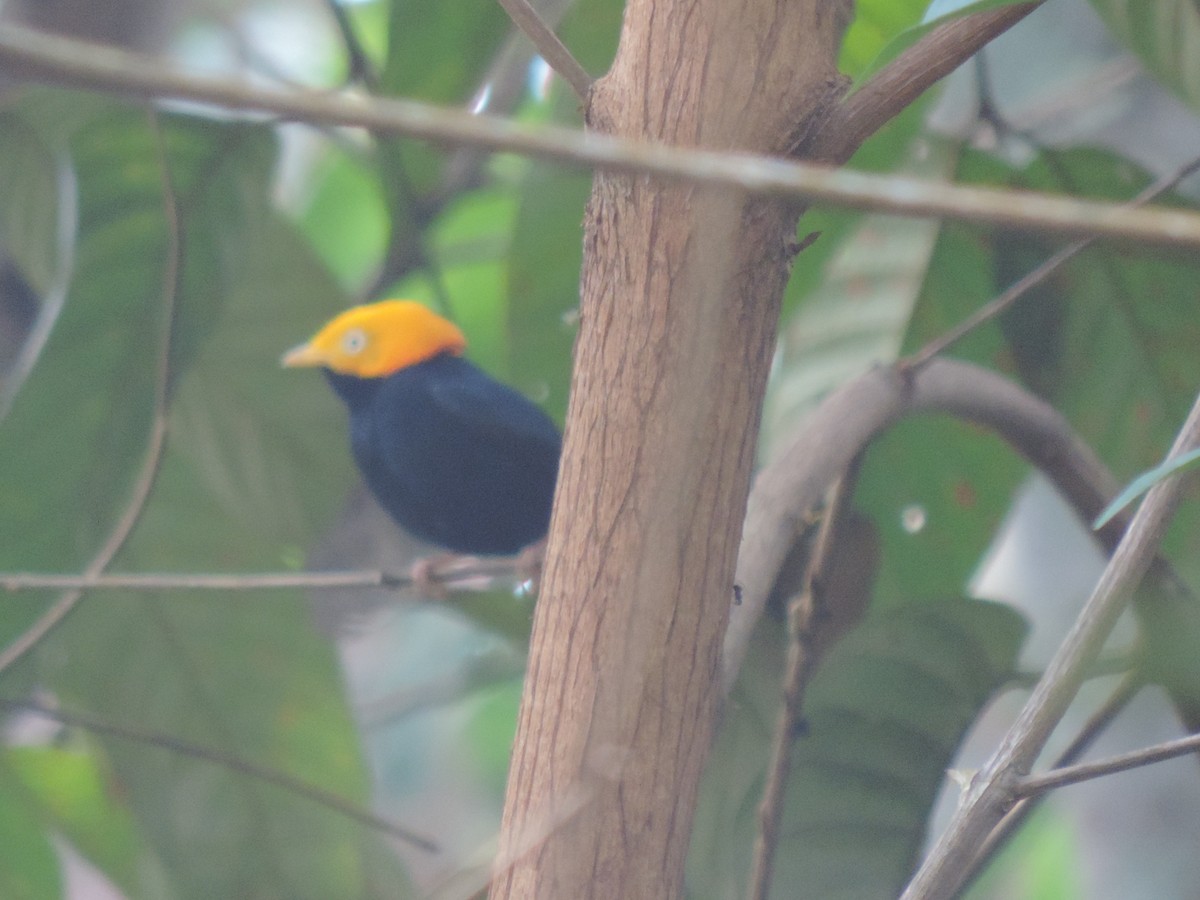 Golden-headed Manakin - ML94872791