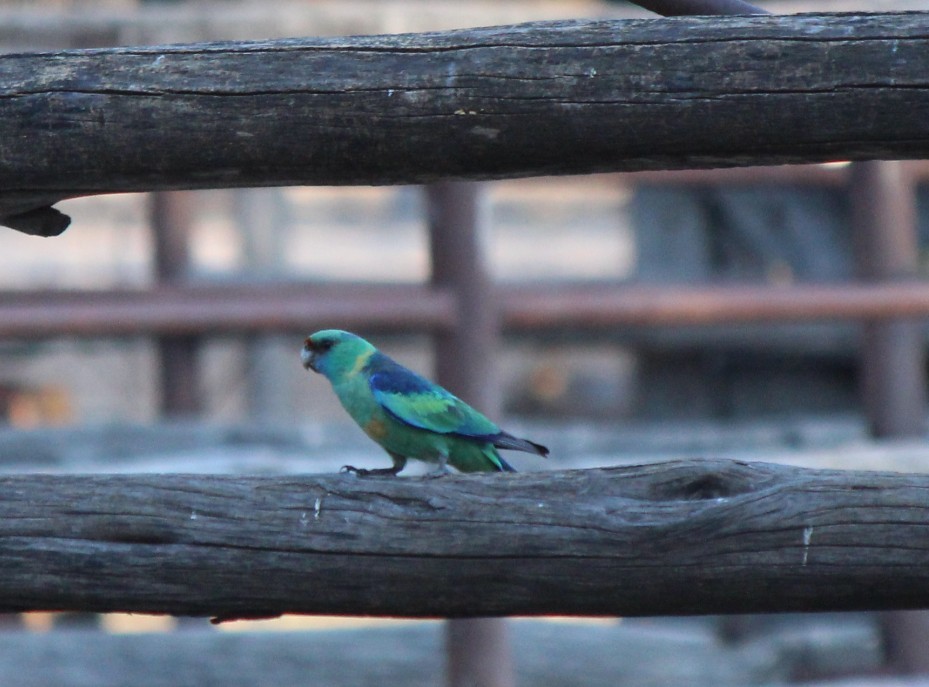 Australian Ringneck (Mallee) - ML94872931