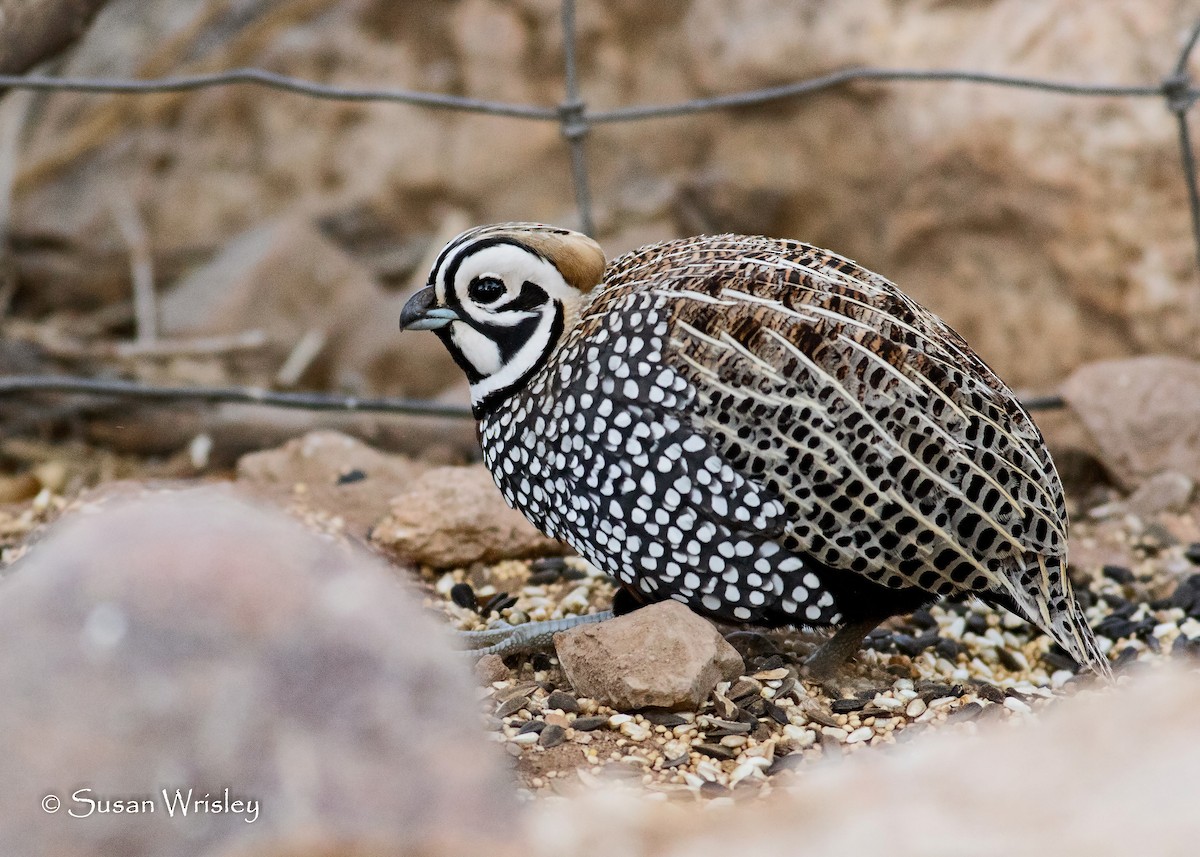 Montezuma Quail - Susan Wrisley