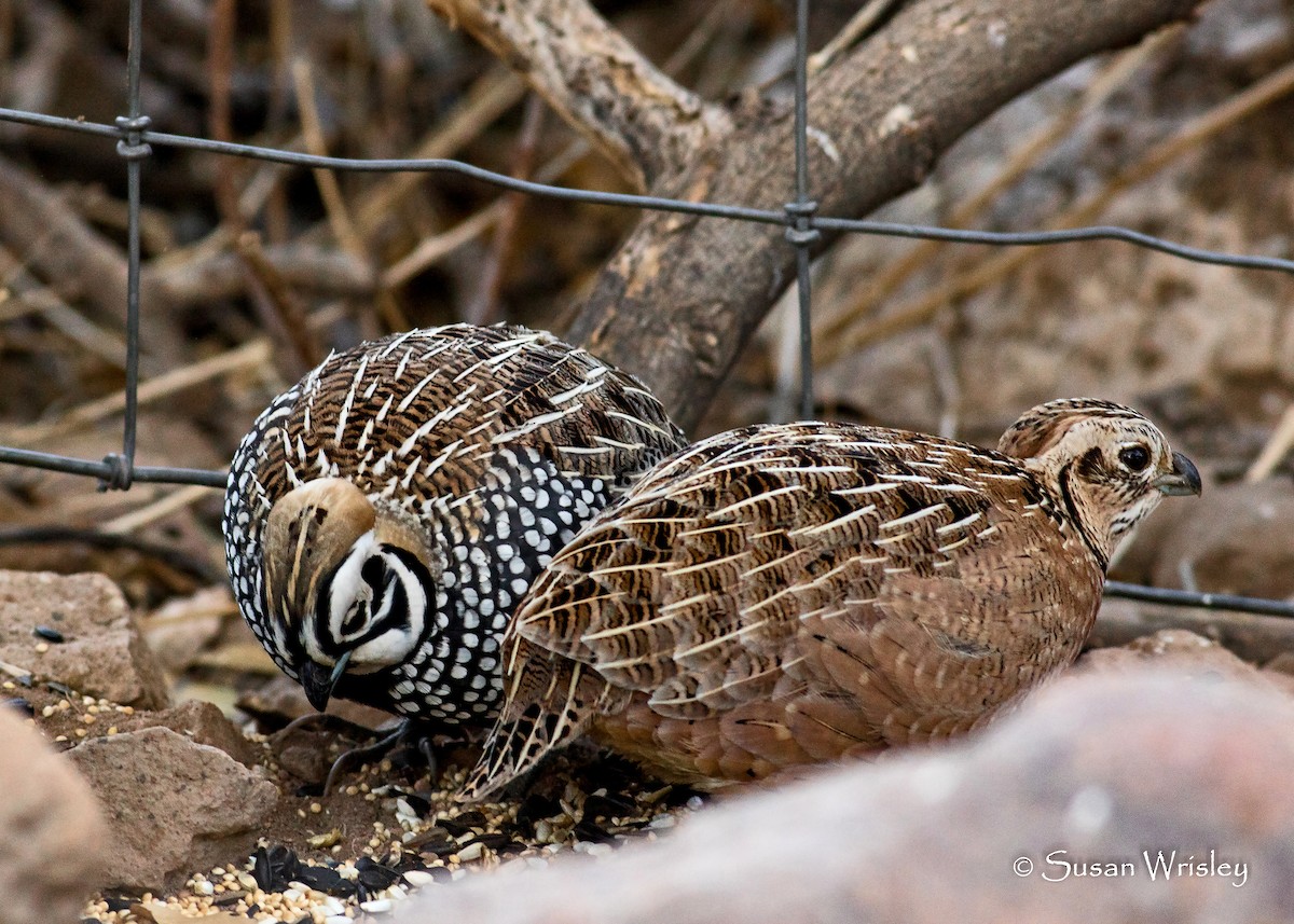 Montezuma Quail - ML94874871