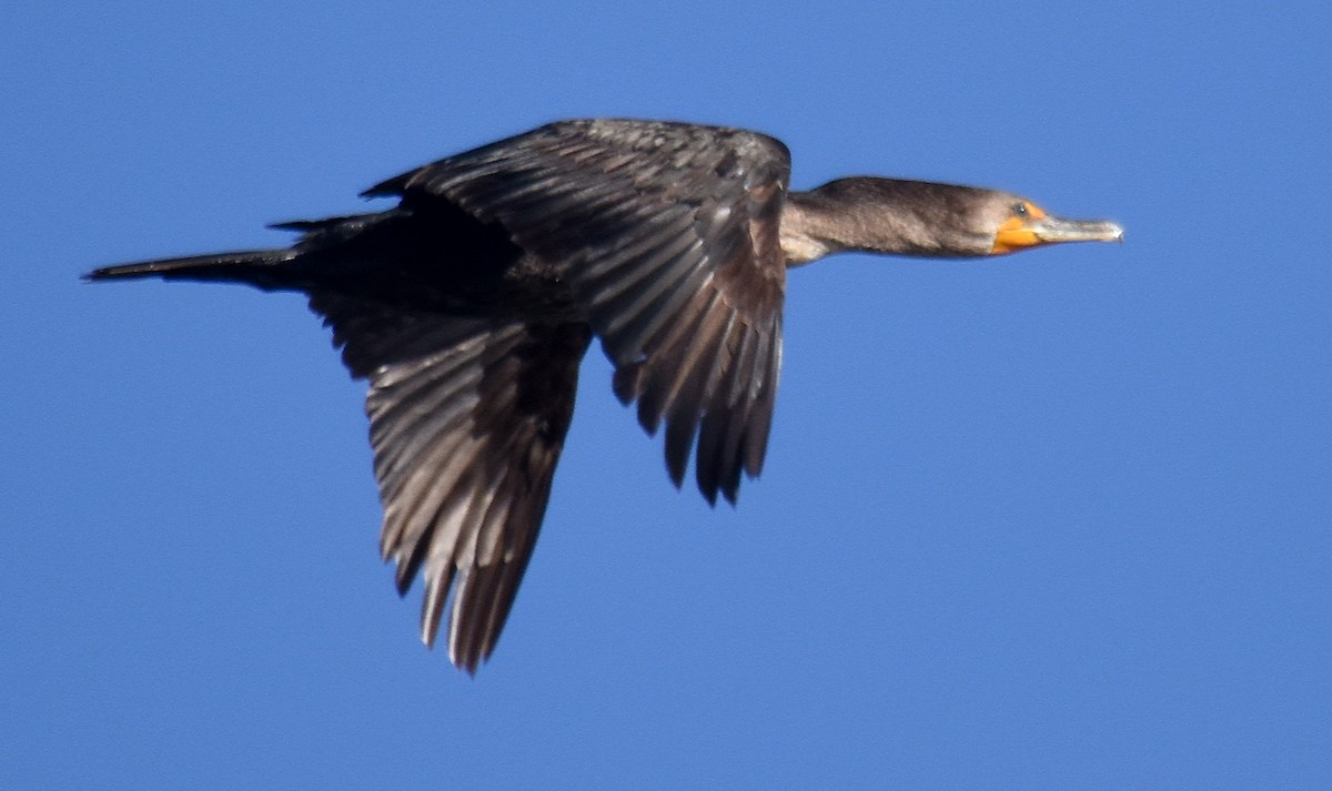 Double-crested Cormorant - ML94874961