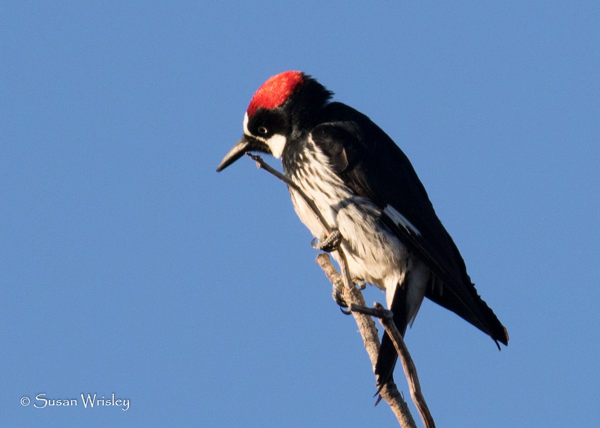 Acorn Woodpecker - ML94875021