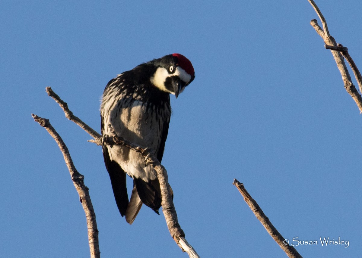 Acorn Woodpecker - ML94875031