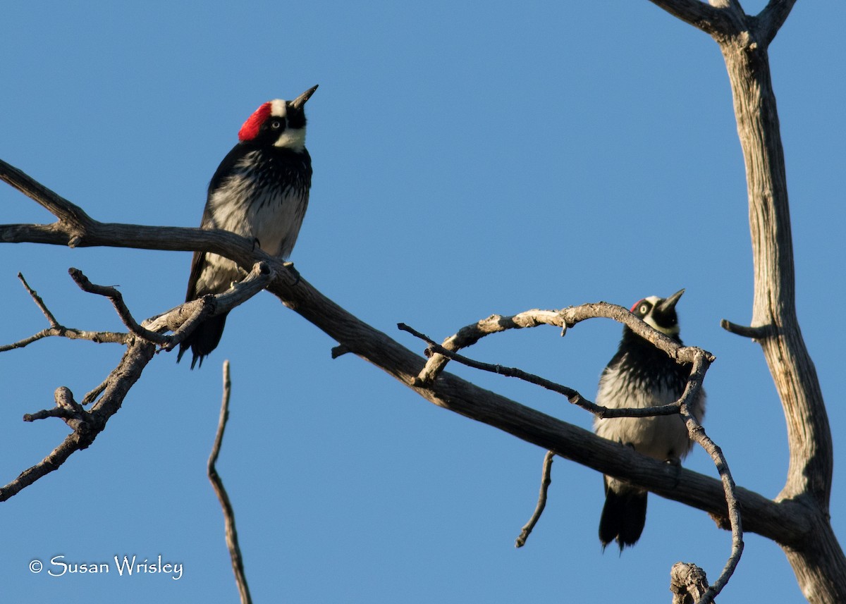 Acorn Woodpecker - ML94875061