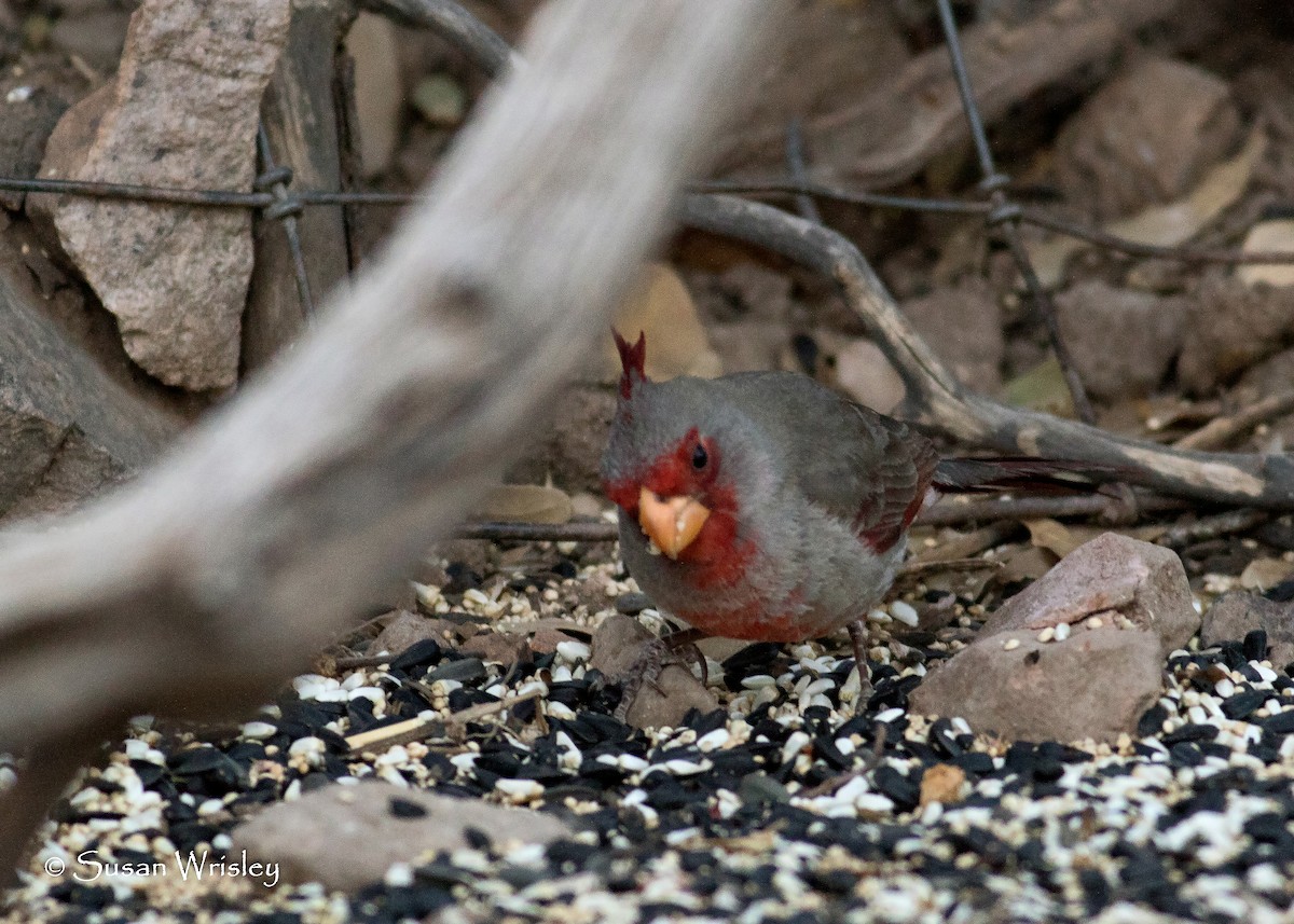 Pyrrhuloxia - ML94875121