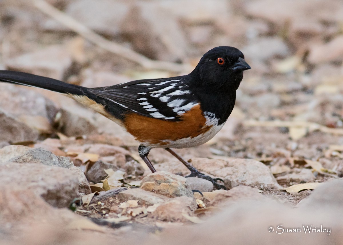 Spotted Towhee - ML94875541