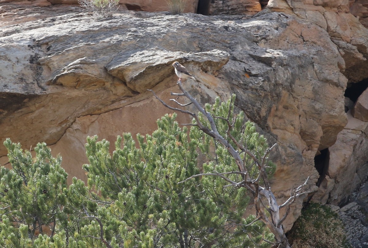 American Kestrel - ML94875561