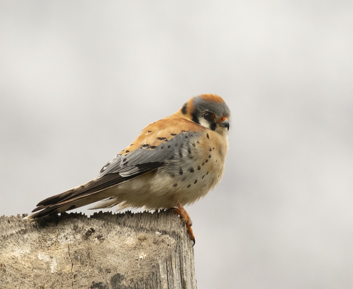 American Kestrel - ML94876521