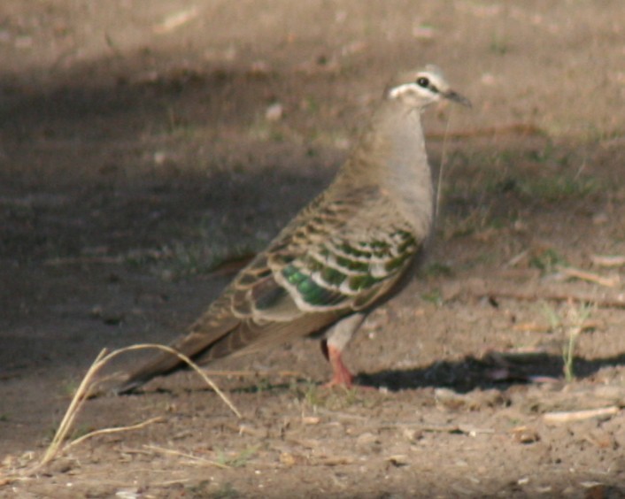 Common Bronzewing - ML94877011